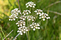 Trocdaris verticillatum Trocdaris verticillatum